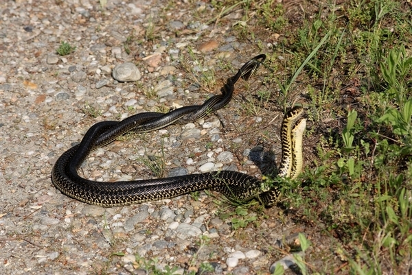 Lotta tra Coluber viridiflavus - Hierophis viridiflavus